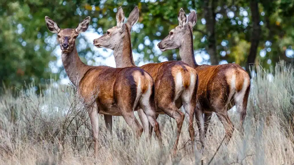Ciervas. © Shutterstock