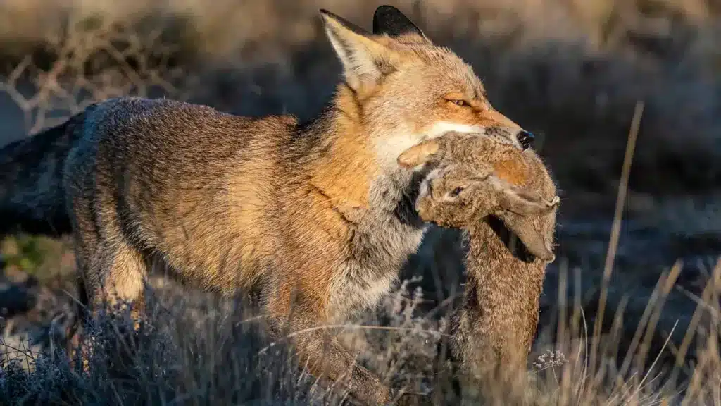 Zorro comiendo un conejo. © Shutterstock