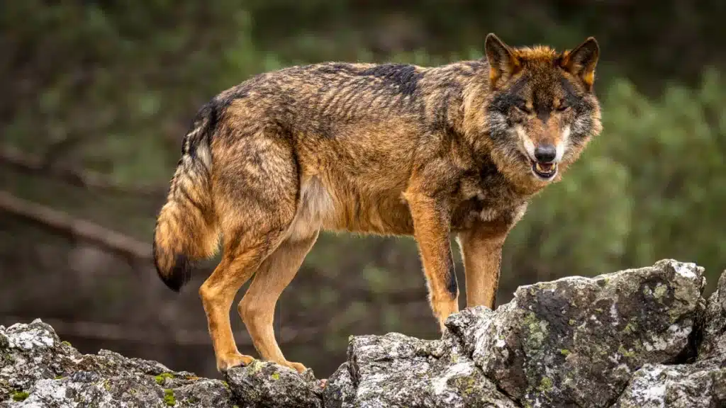 Lobo ibérico.