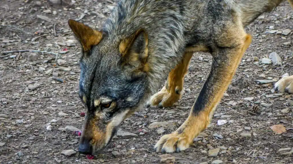 mejor-atrayente-para-lobo-ibérico