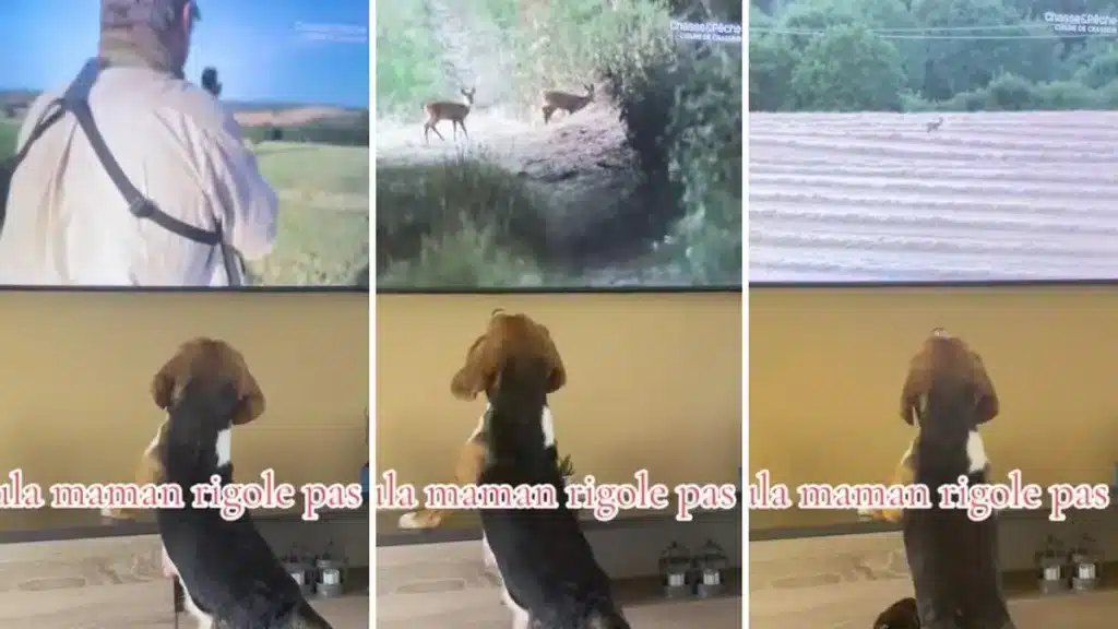 PERRO-DE-CAZA