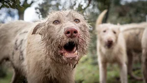 ARRECAL advierte que la nueva normativa de medicamentos veterinarios perjudica a las rehalas