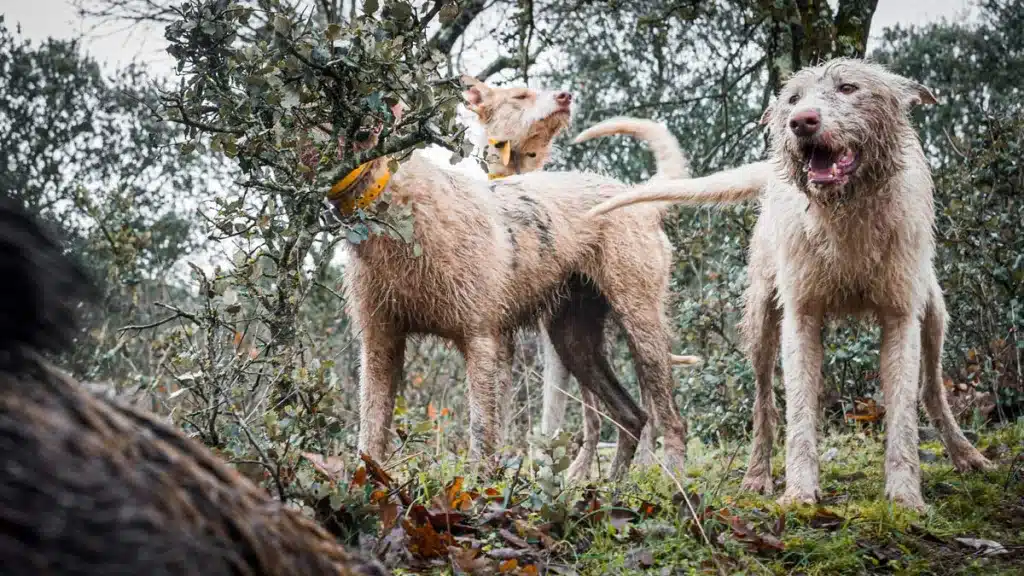 Perros de rehala ante un jabalí.
