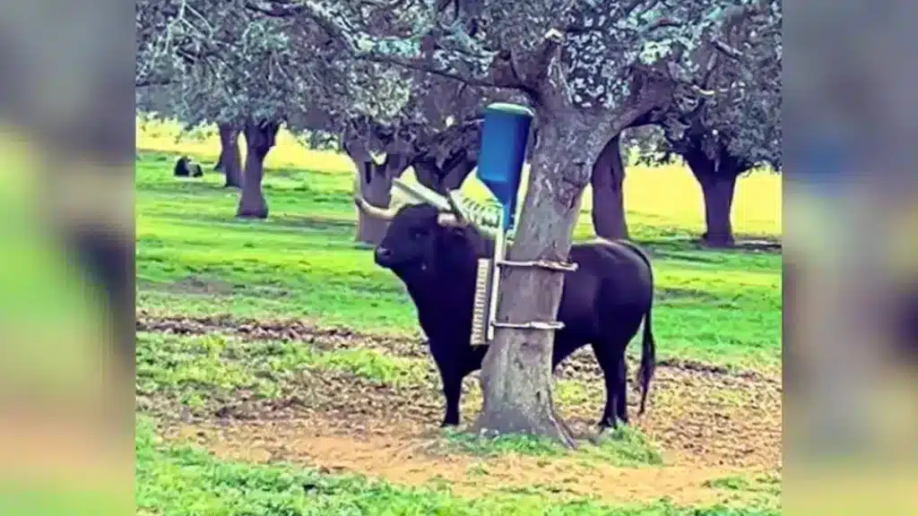 El toro bravo usando el invento.