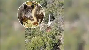 Dos grandes jabalíes protagonizan una huída con batalla incluída en una montería