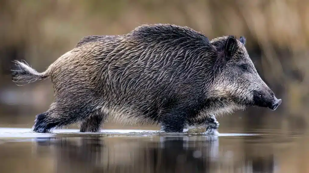 Un jabalí camina por el agua.