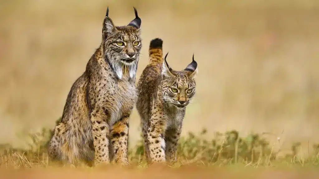 lince ibérico