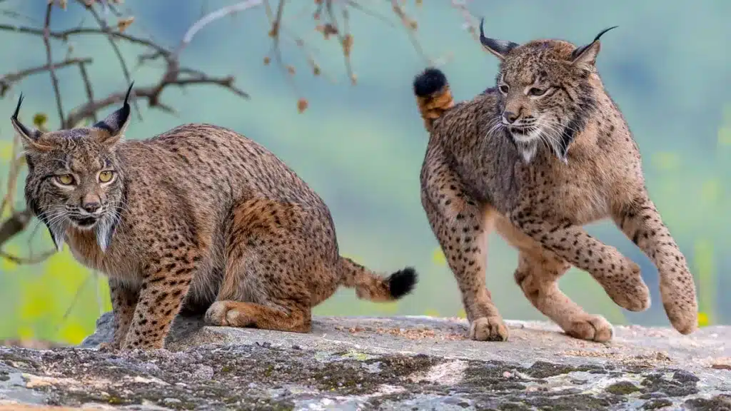 Lince ibérico.