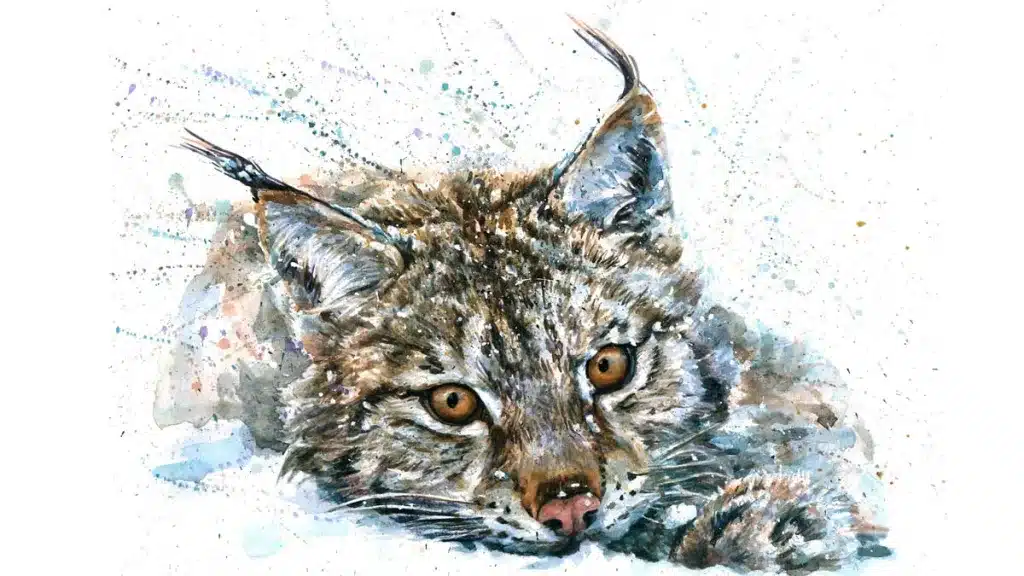 Ilustración de un lince