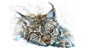 Ilustración de un lince