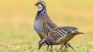 ¿Por qué los machos son más grandes que las hembras en la mayoría de las aves?