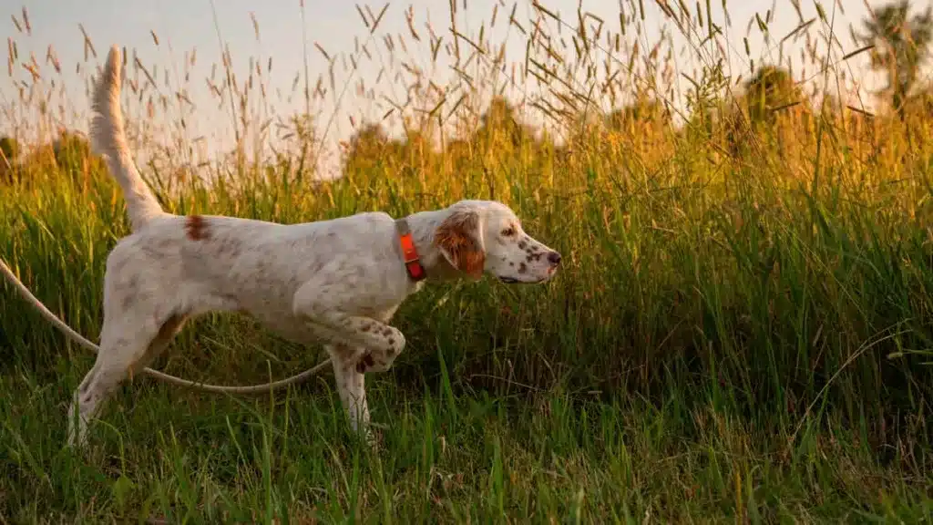 PERROS-DE-CAZA