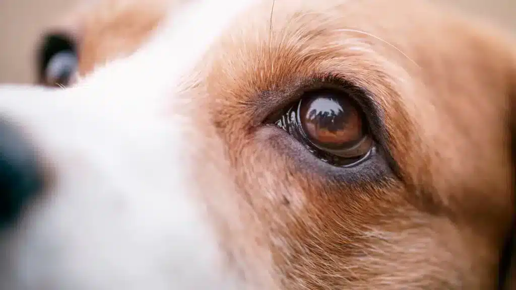 PERROS-DE-CAZA-OJOS