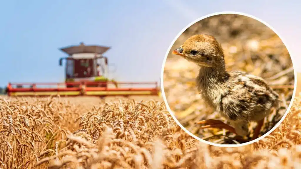 Un pollito de perdiz roja y una cosechadora en un campo de trigo.