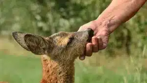 Por esto no deberías tocar a las crías de los animales salvajes (jabalí, corzo, ciervo…)