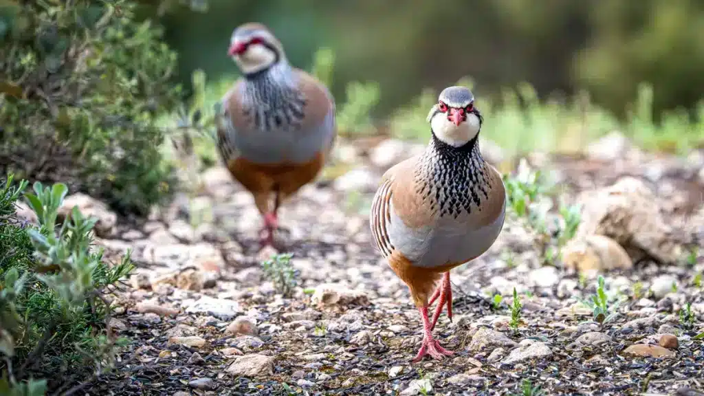 Una pareja de perdiz roja en el campo.