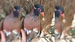 Nace en Córdoba una rarísima perdiz roja de color chocolate