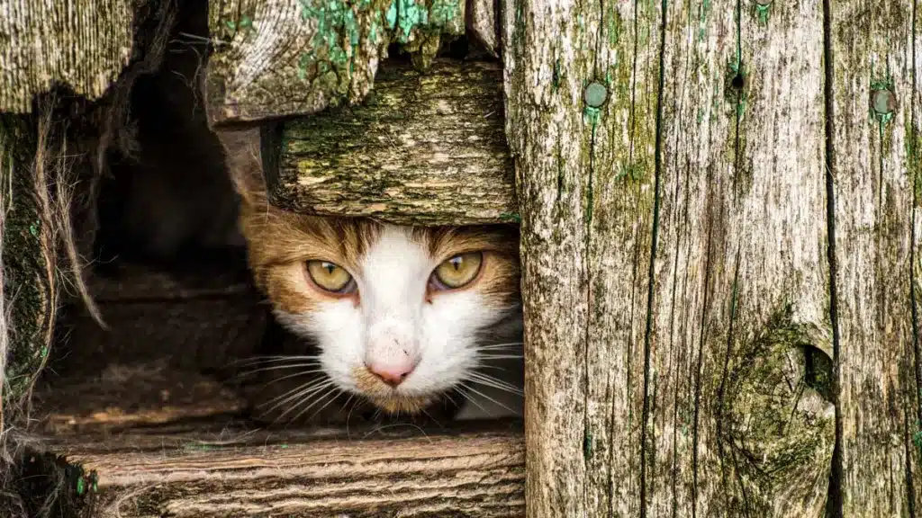 Gato callejero