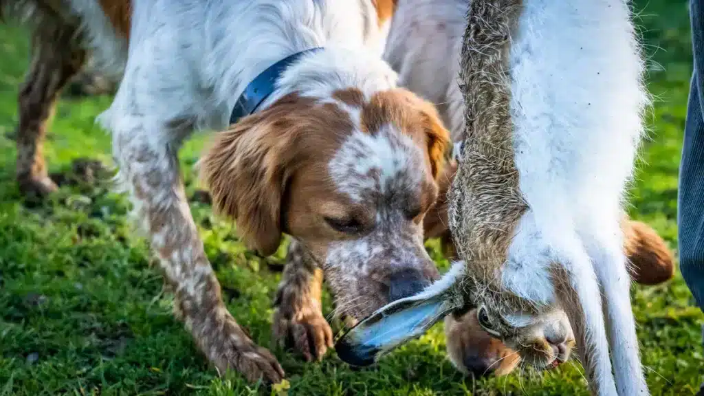 Perro con una liebre recién cazada