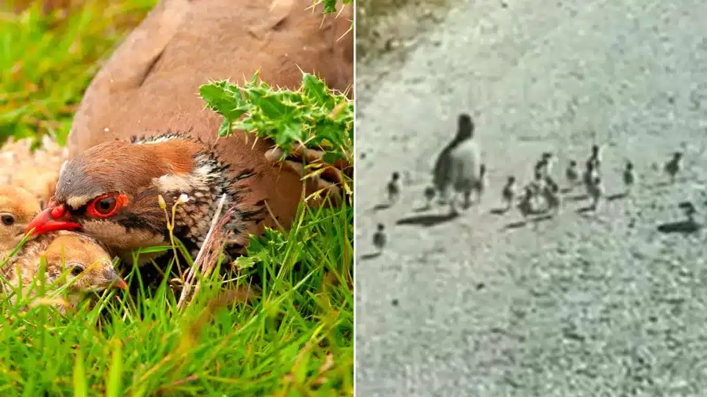 La perdiz, con los 18 pollos.