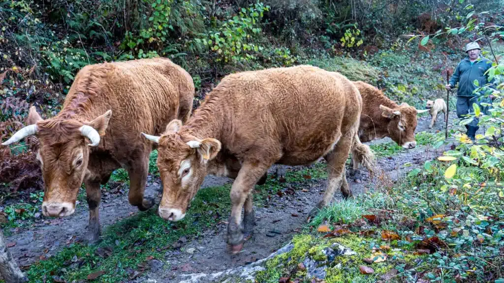 Ganadero con sus vacas.