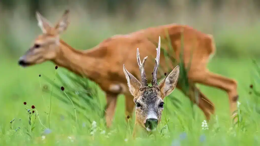 Pareja de corzos en celo.