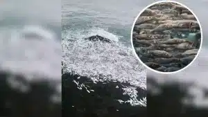 Un pescador graba un banco de miles de peces frente a su caña