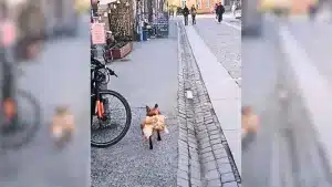 Pillan en mitad de una ciudad a un zorro con una gallina en la boca
