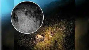 Esto es lo que es capaz de hacer un director de cine con una cámara trampa y un ciervo como cebo