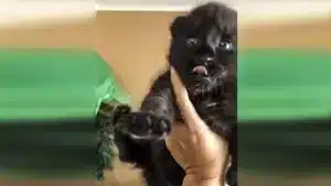 Recoge un cachorrillo pensando que es un gatito y cuando crece resulta ser una pantera