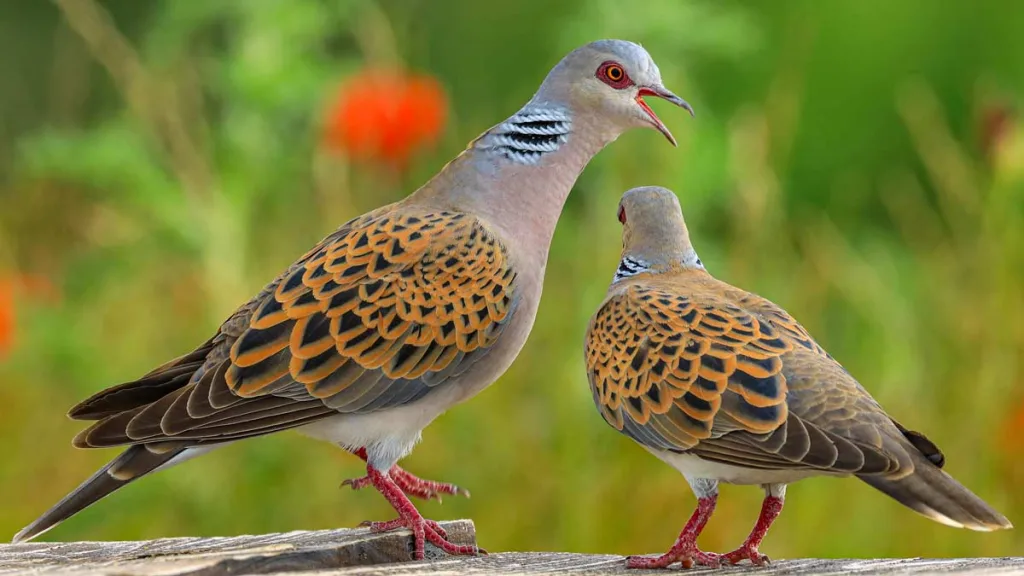 Pareja de tórtolas europeas.