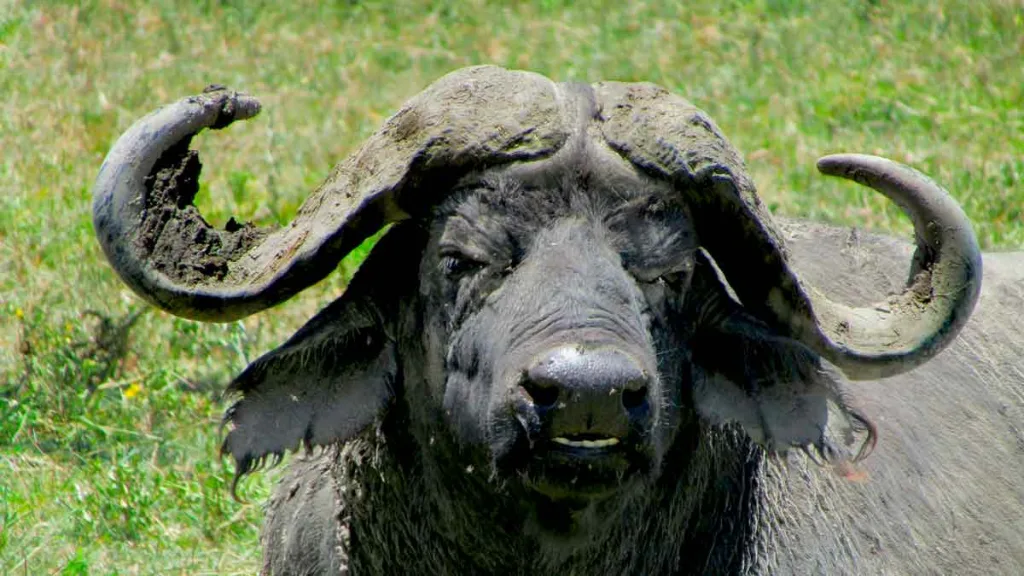 BUFALO