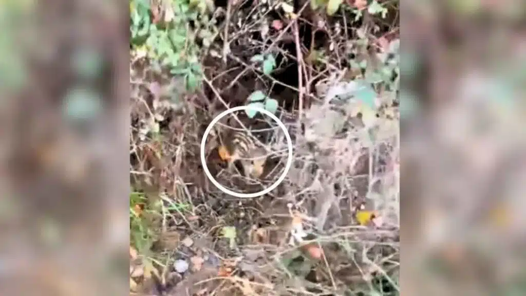 cazador tesoro