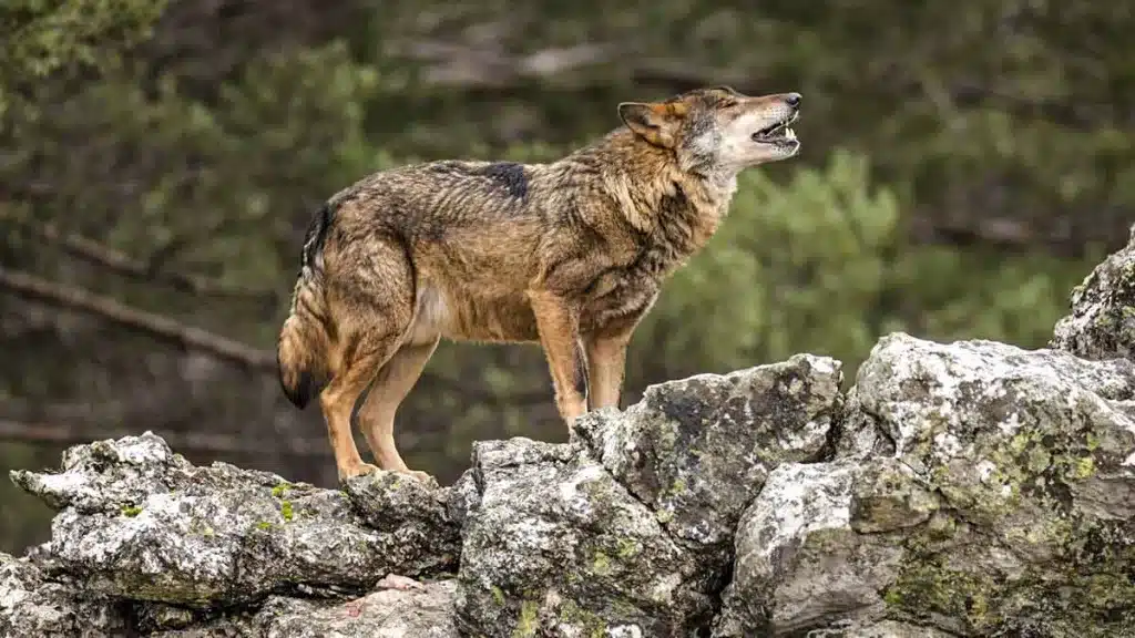 Lobo ibérico.