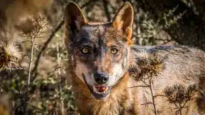 El Congreso aprueba que el lobo pueda volver a cazarse en España