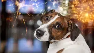 Un adiestrador canino explica un truco para quitar el miedo a los petardos, cohetes y disparos a los perros
