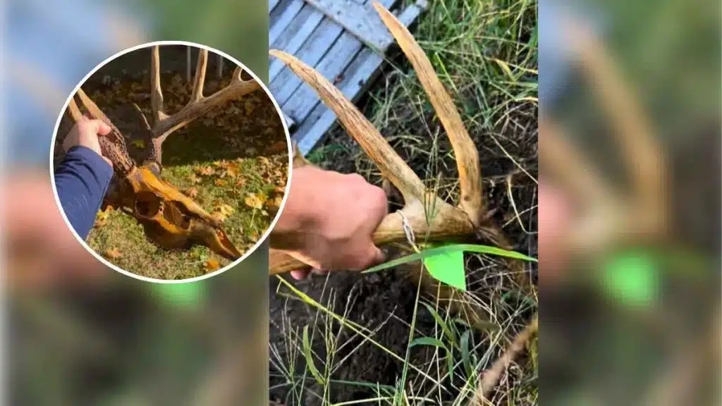 Un cazador entierra y quema con un soplete los cráneos de sus ciervos.