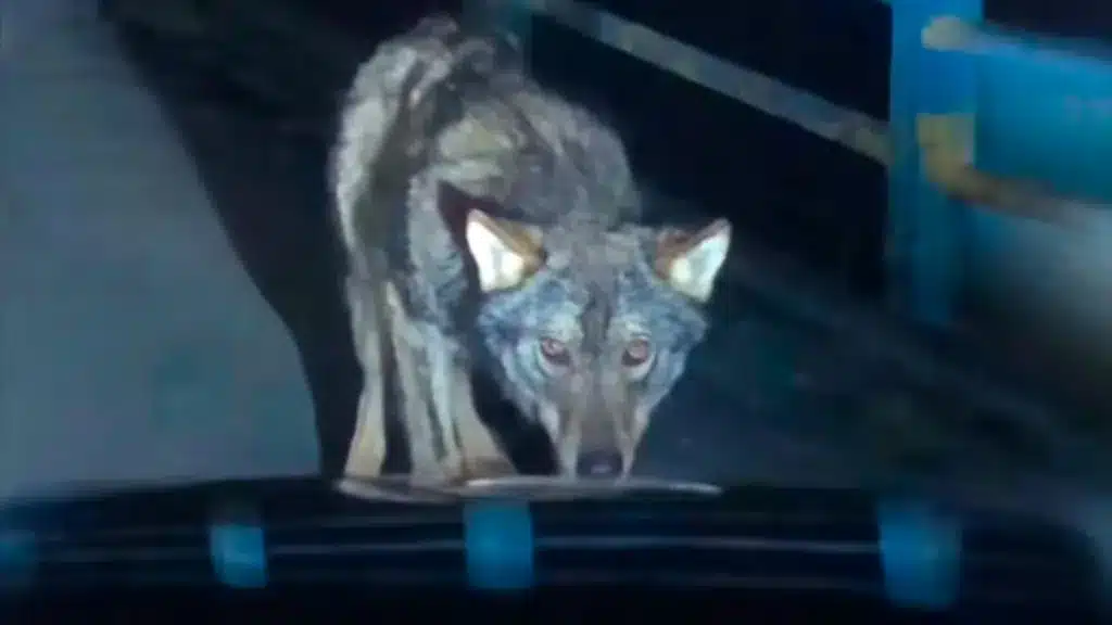 00-ENCUENTRO-LOBO