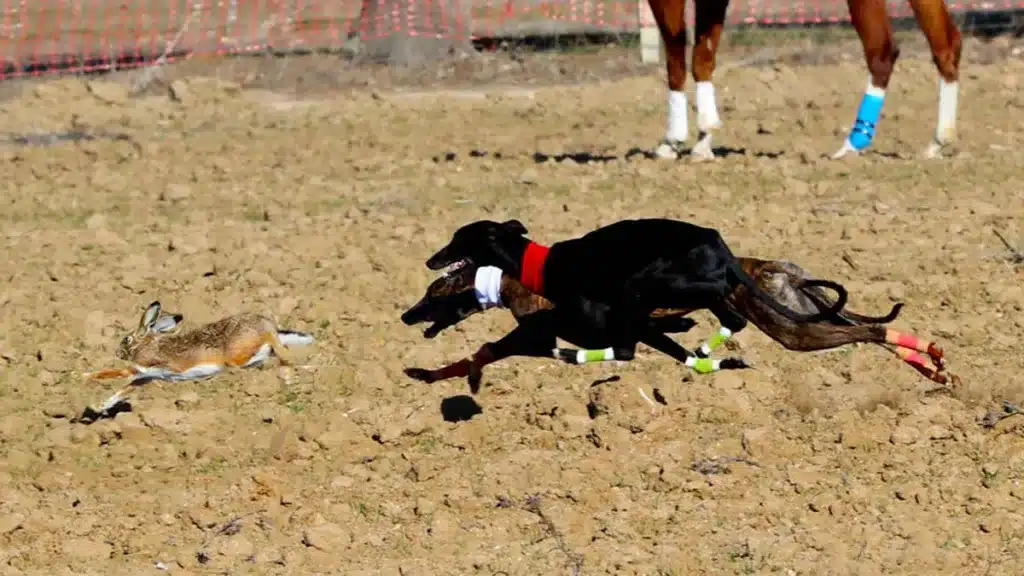 00-GALGOS-LIEBRES