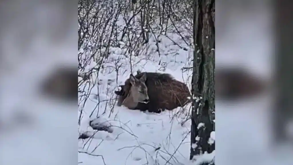 Un corzo y un jabalí se encaman juntos en medio de la nieve.