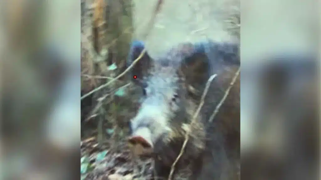 Un jabalí corre a toda velocidad a por un cazador que dispara a solo unos centímetros.