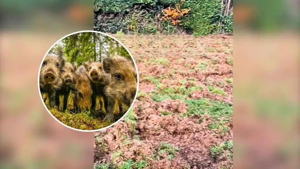 Sale al jardín de su casa y descubre lo que los jabalíes han hecho con su césped.