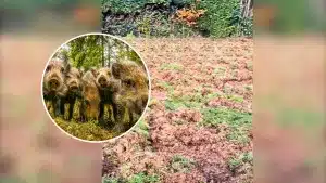 Sale al jardín de su casa y descubre lo que los jabalíes han hecho con su césped.