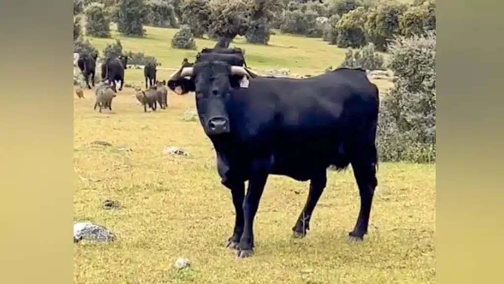 Imagen tomada por la ganadera la llegar a su finca.