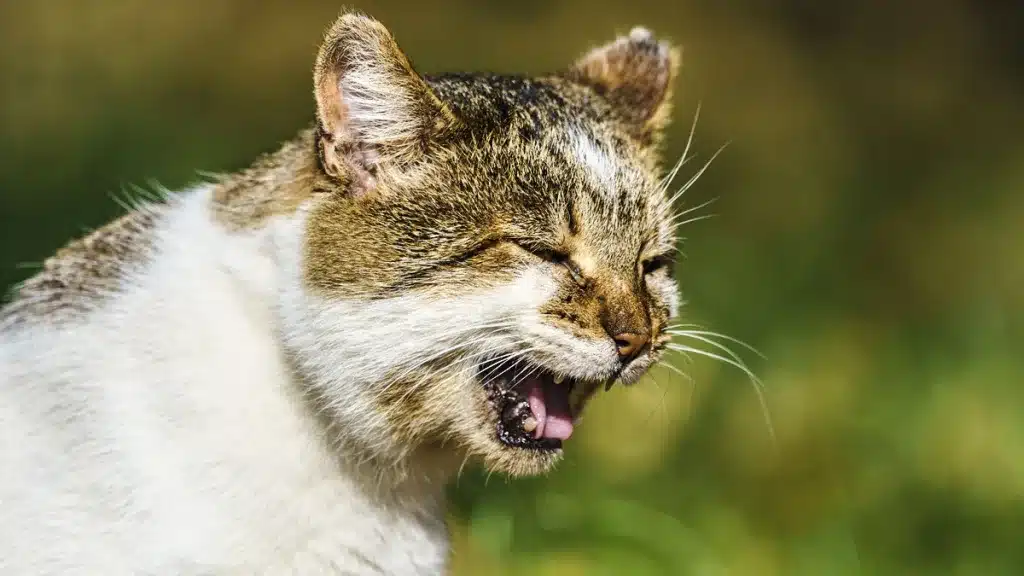 gatos callejeros