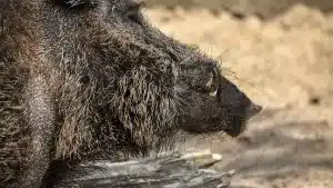 Seis rastros que debes buscar si quieres cazar un gran jabalí