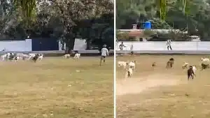 Un jabalí escapa a la carrera de todos los perros de un pueblo, que corren tras él