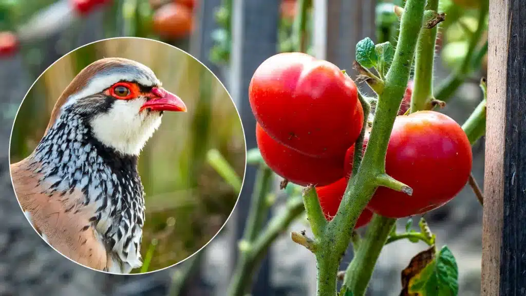 Perdiz roja junto a tomates de invernadero.