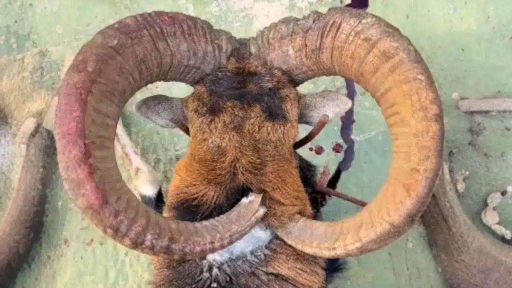 00-MUFLÓN