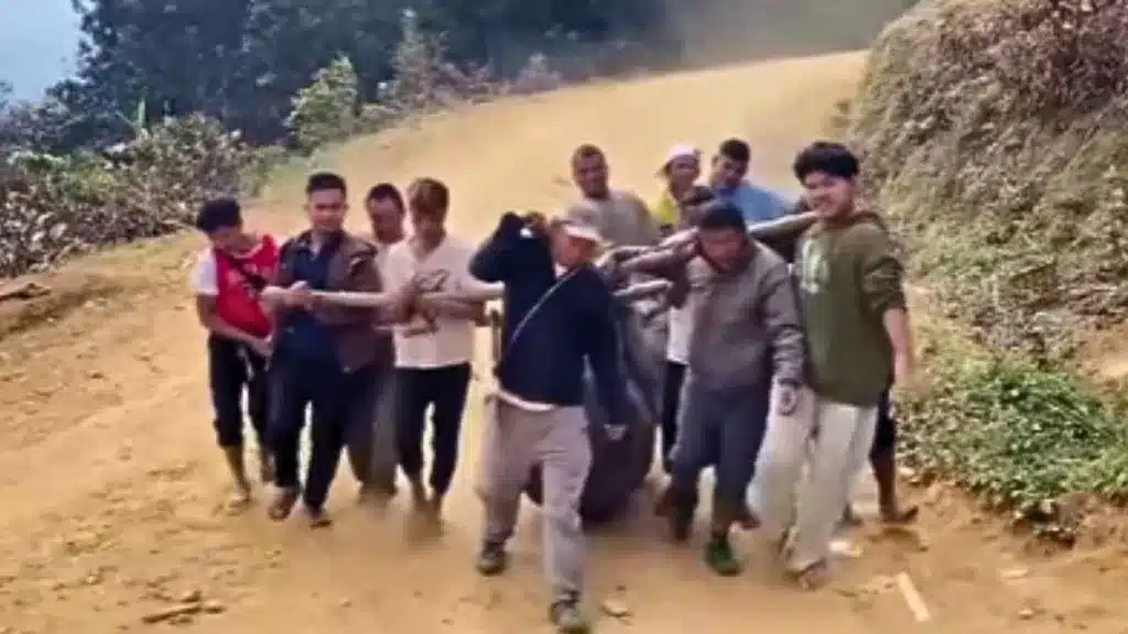 12 hombres transportan a un enorme cerdo de más de doscientos kilos.